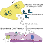 360px-Ebola_Pathenogensis_path