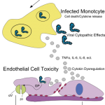 360px-Ebola_Pathenogensis_path.svg