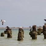 Langue de Barbarie, Senegal – Registro da leitora e fotógrafa Monique FIgueira — em Senegal.