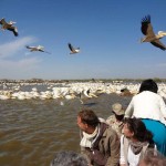 Santuário Nacional de Aves de Djoudj, Senegal – Registro da leitora Lou Martins