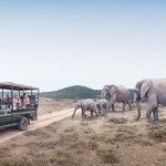 latam-safari-bg