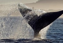 Hermanus: O encontro com as baleias em águas sul-africanas