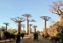 Madagascar: a imersão que transforma viajantes e fortalece comunidades